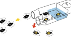 Trampa con gel insecticida para cucarachas.